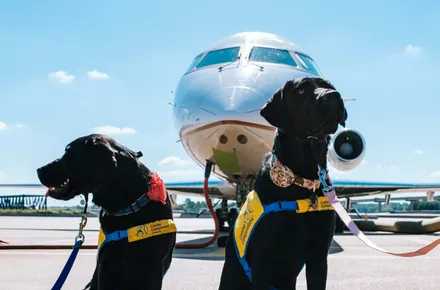 Hund i transportbur