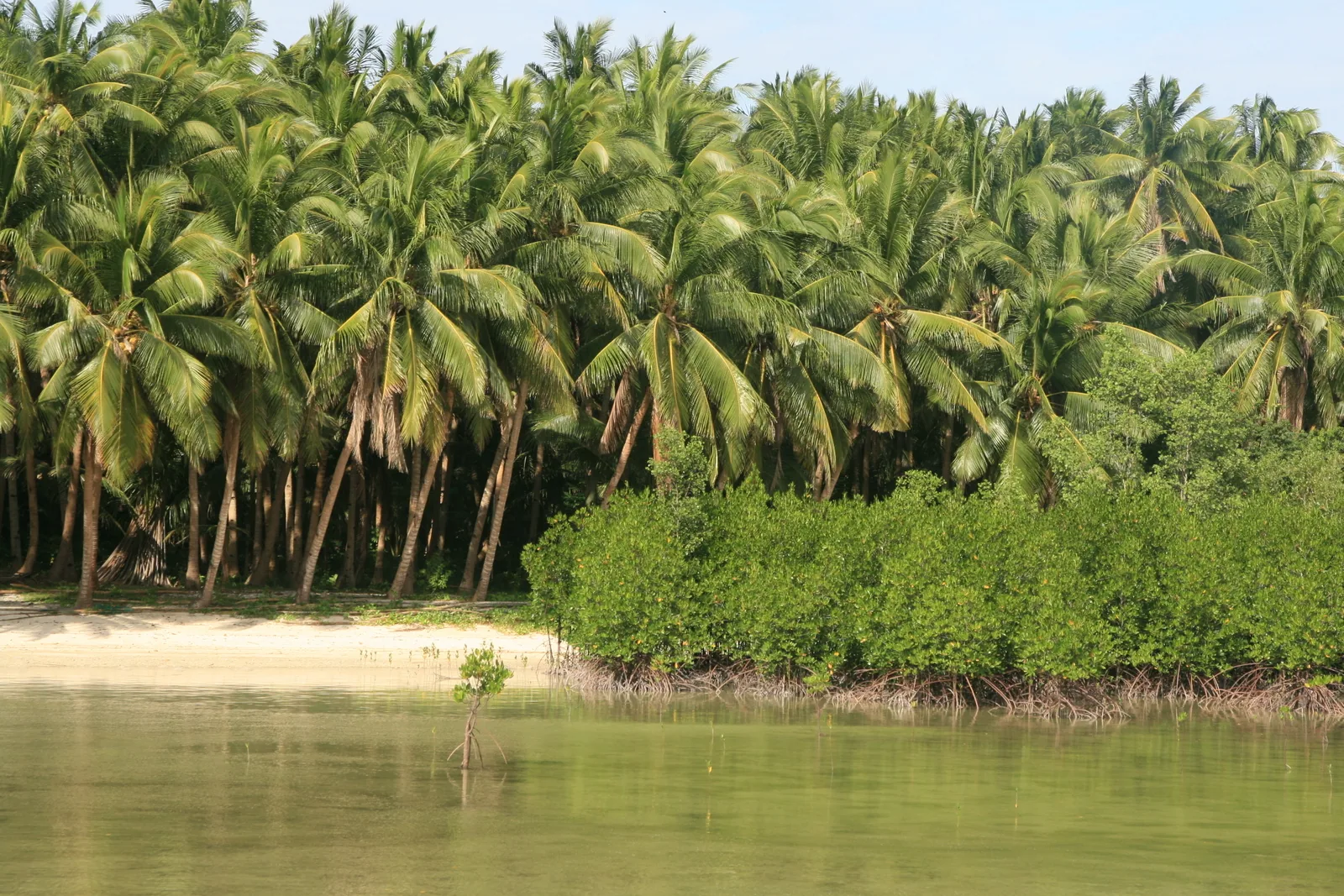 Hvit sandstrand på Bantayan nord for Cebu