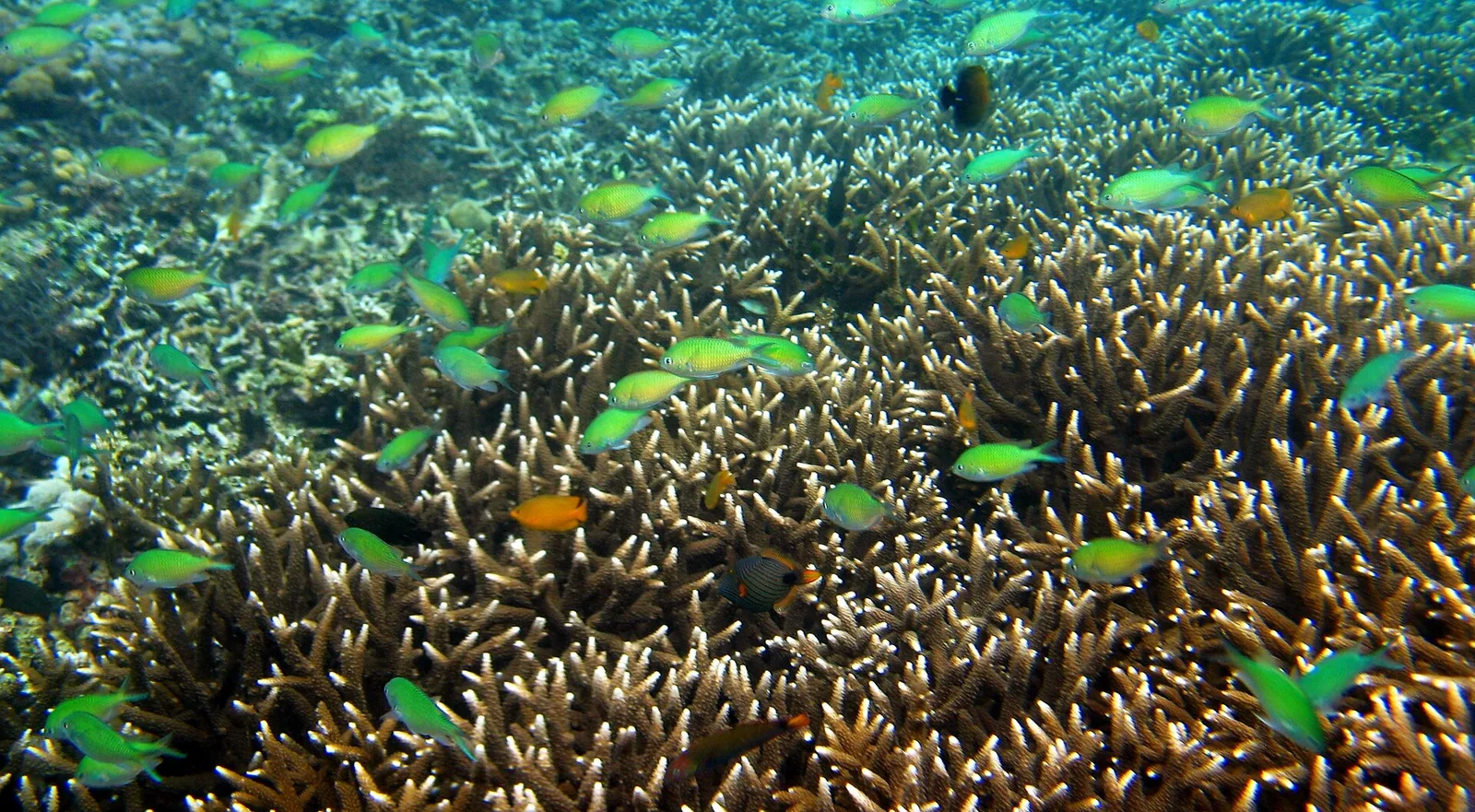 Korallrev ved Anilao i Batangas
