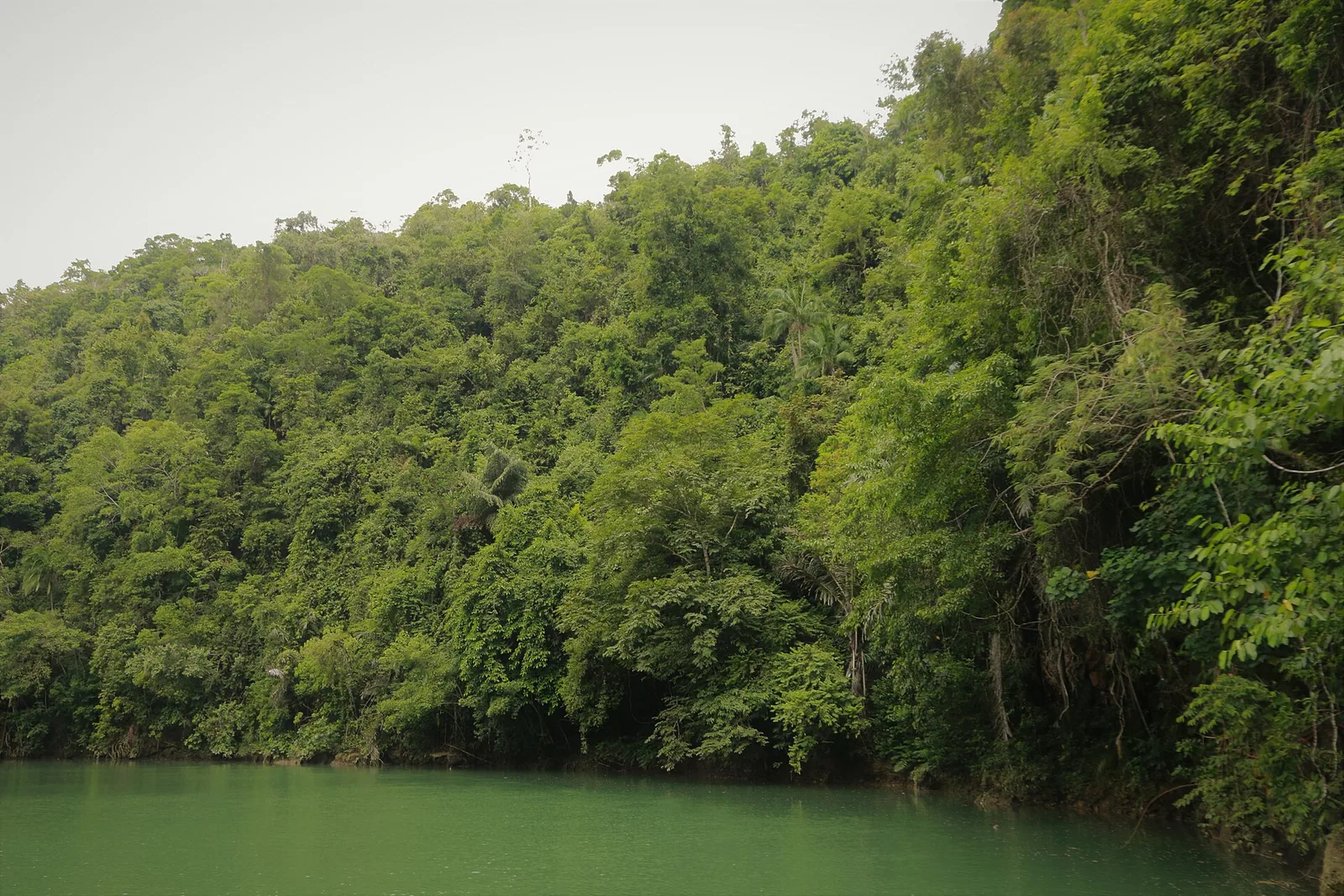 Loboc-elven på Bohol