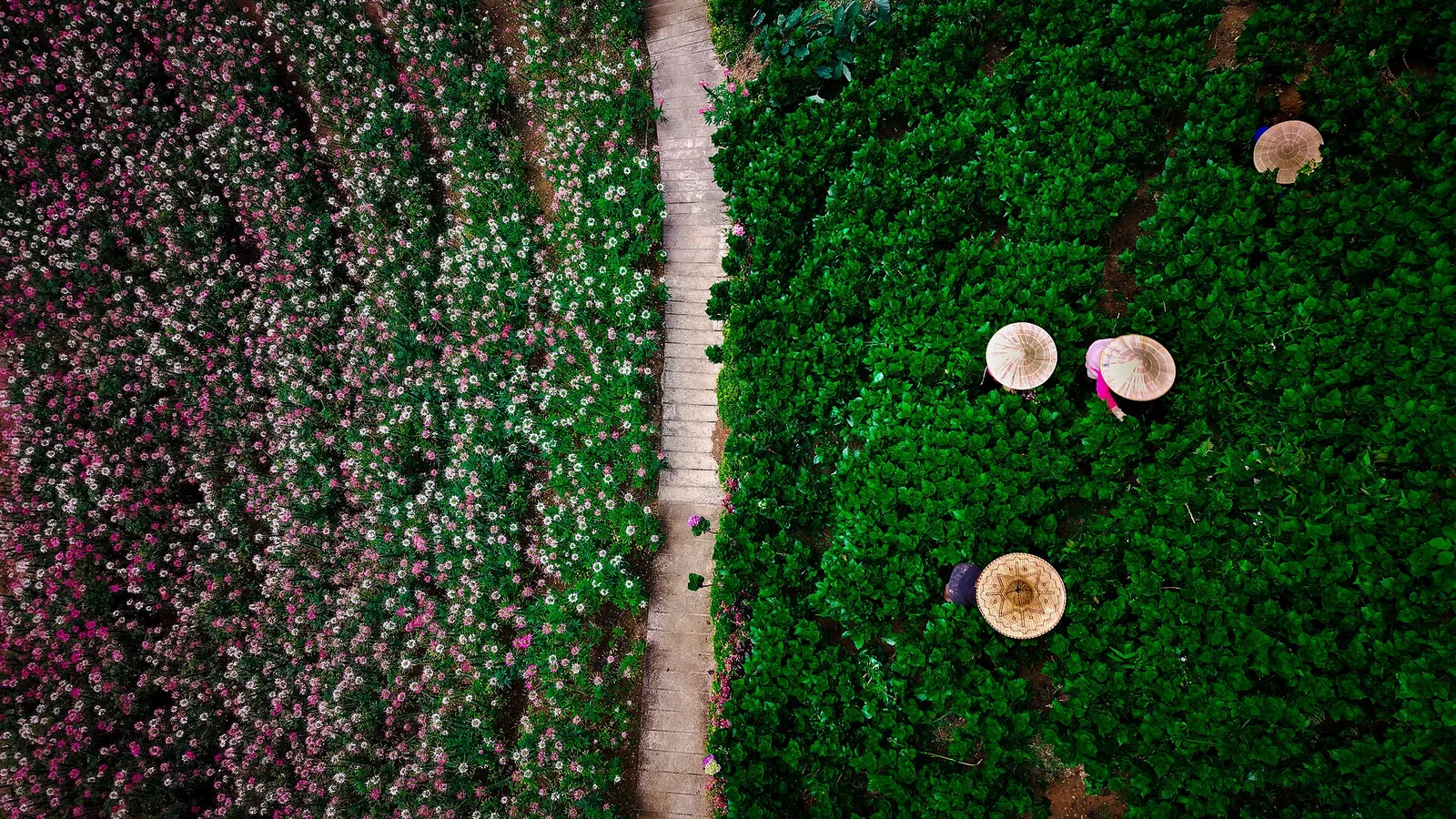Blomsterfeltene i Buwakan ni Alejandra i Balamban sett ovenfra
