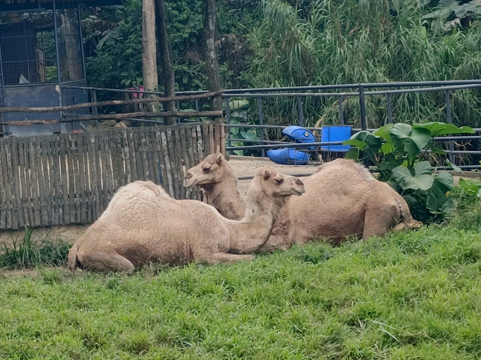 Dyr i innhegning i Cebu Safari and Adventure Park i Carmen