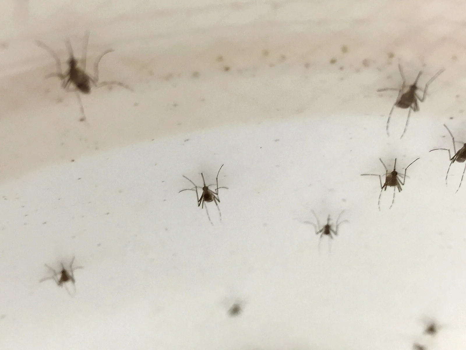 Aedes aegypti, myggen som overfører dengue